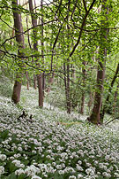 1304-Cressbrook-Woodlands Chris Gilbert, Ravenseye Gallery, Peak District, Photographs, Courses