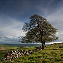 1525-Above-Conies-Dale Chris Gilbert, Ravenseye Gallery, Peak District, Photographs, Courses
