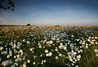 3025-Cotton-Grass Chris Gilbert, Ravenseye Gallery, Peak District, Photographs, Courses