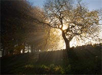 1037-Tree-In-Mist Chris Gilbert, Ravenseye Gallery, Peak District, Photographs, Courses
