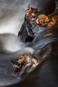 4107-Padley-Autumn-Detail Chris Gilbert, Ravenseye Gallery, Peak District, Photographs, Courses