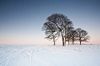 2037-Trees-At-Dawn Chris Gilbert, Ravenseye Gallery, Peak District, Photographs, Courses