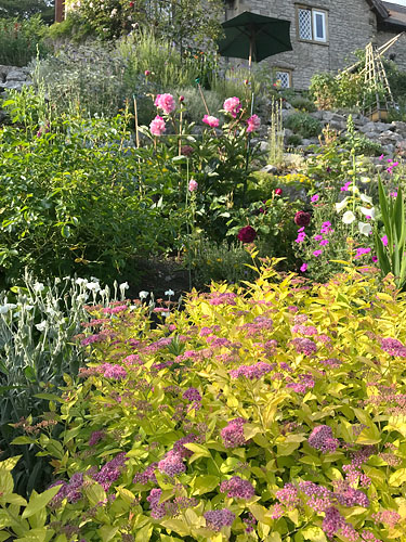 Ravenseye Garden National Open Gardens Scheme