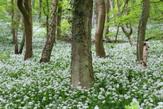 2105_RavensdaleWildGarlic