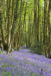 2580_NorthwoodCarrBluebells